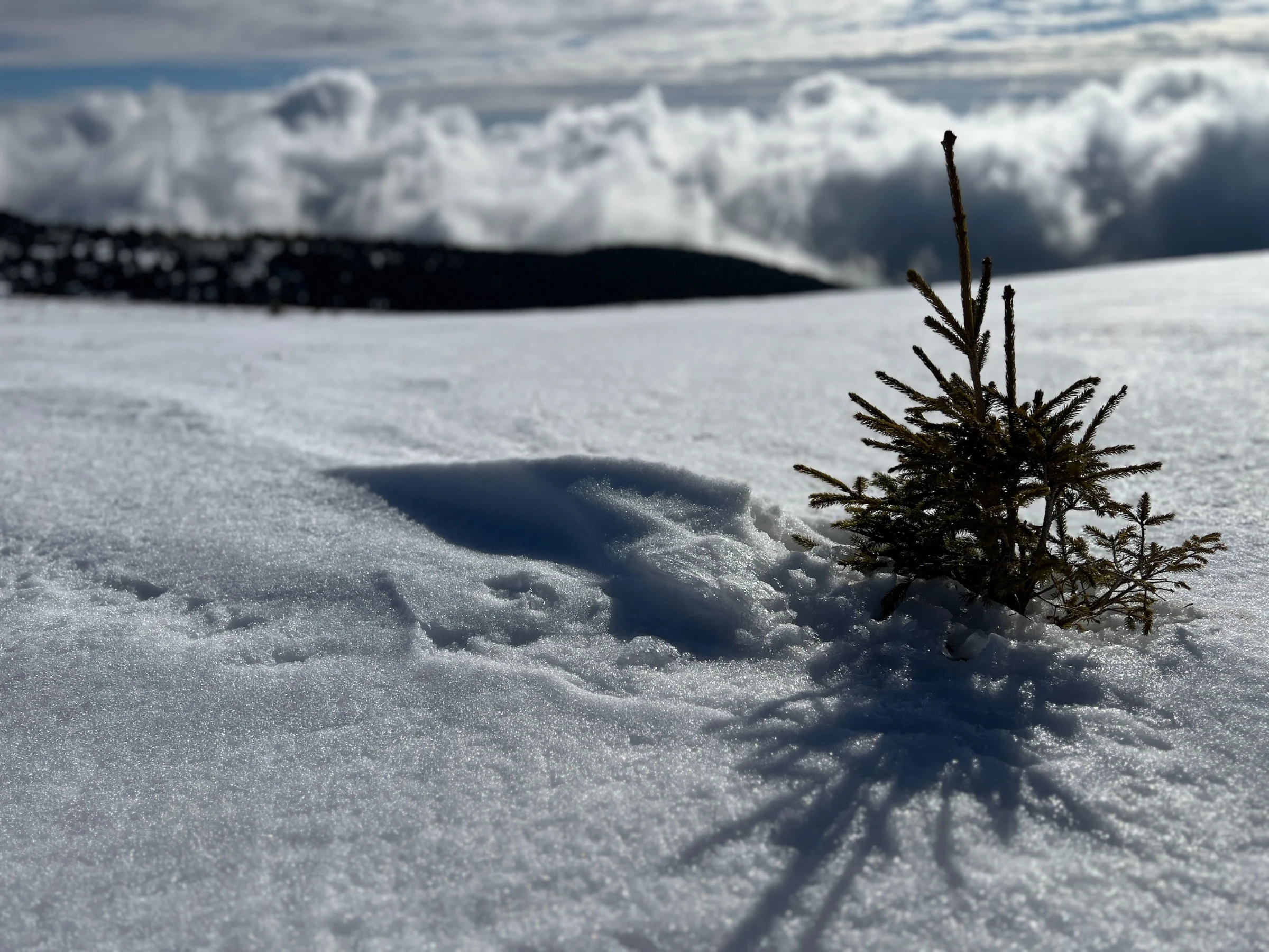 ๐๏ธ Muntele Mare in winter โ When snow is rarer than phone signal on the plateau โ photo 3