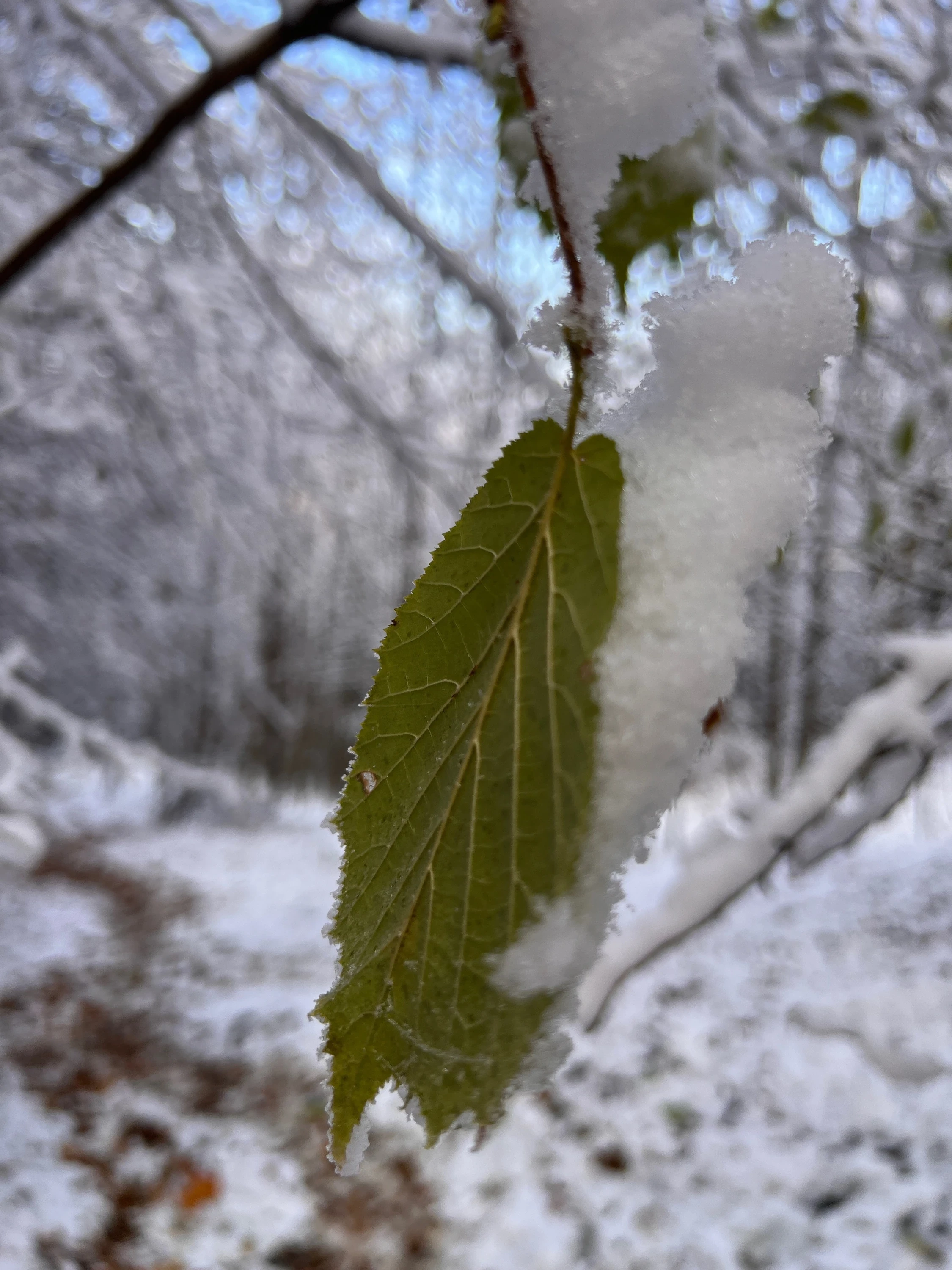 🏔️ Piatra Secuiului in winter – Mud, personal records and an epic descent through the snow – photo 4